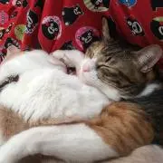 こまめの画像