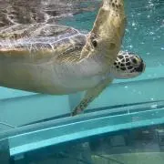 とんぺいの画像