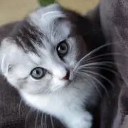 にゃめまろ