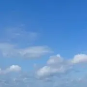 綾鷹の画像