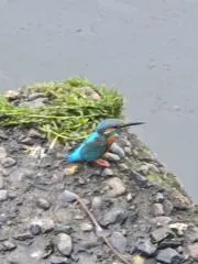 カワセミの画像