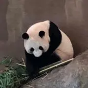 こがねいろの画像