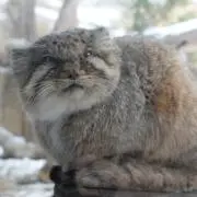 あっぬんの画像