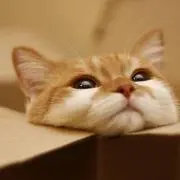 あぶっく