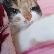 ポン茶