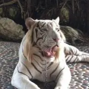 ホワイトタイガー