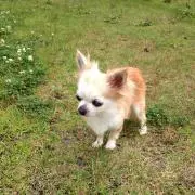 ミルクの画像