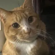 とら