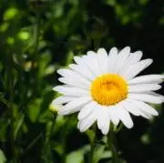 Limの画像