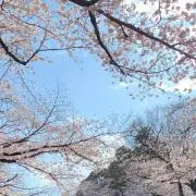 Koyumeの画像