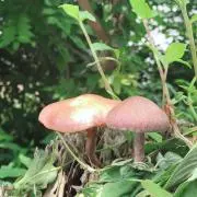 こむこは。の画像