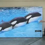 こたシャチ