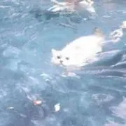 ウミネコの画像