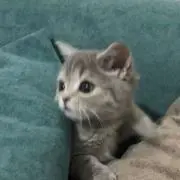 みー