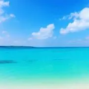 ひまわり