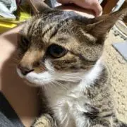 げん※値段交渉OKなのでコメントくださいの画像