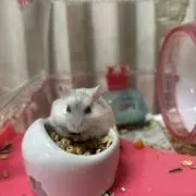 たなの画像