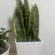 学生o