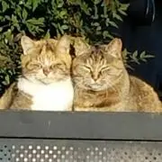 ガラコ