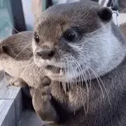 INAGAWAの画像