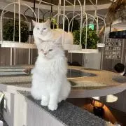 ひめかの画像