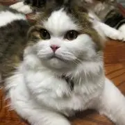 ねぎまま