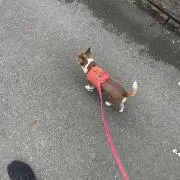 マルコレッドの画像