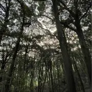 ssvksの画像