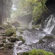 カモミールの画像