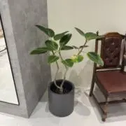 robloxの画像