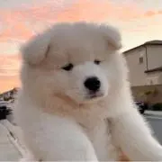 もものすけの画像
