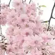 ammの画像
