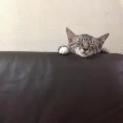 ニャン太郎★