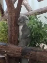 nekoの画像
