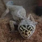 ちゃたろう