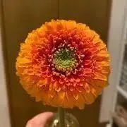 ぽよよの画像
