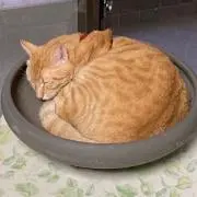 コジコジの画像