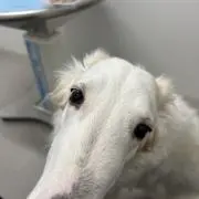 ろむひー