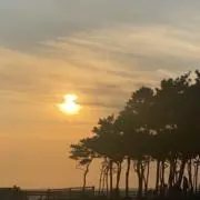 Cocoの画像
