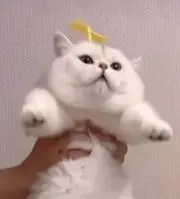 niniの画像