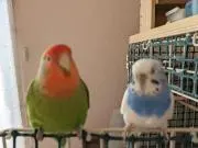 ずん太ママ ()・ェ・()の画像