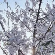 kiri【おまとめ買い大歓迎】の画像