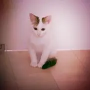 もっちゃん