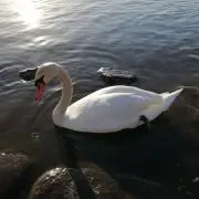 mogumoguの画像