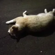 Kyoの画像