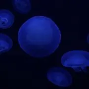ayumiの画像