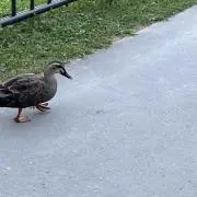 かるがもの画像