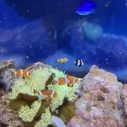 あまみん