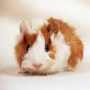 もるぺの画像