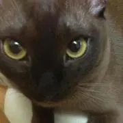 まよだぁ  プロフ必読